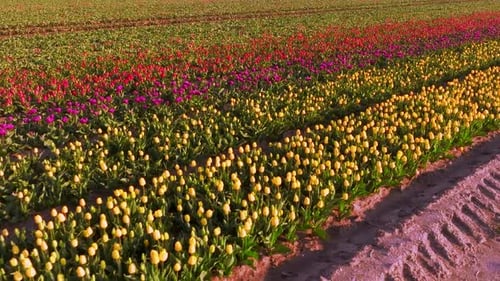 Colorful Tulip Field Aerial View