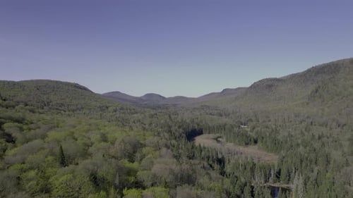 Beautiful Forest In The Mountain