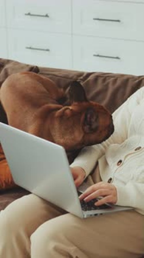Person Works on Laptop with Dog on Sofa
