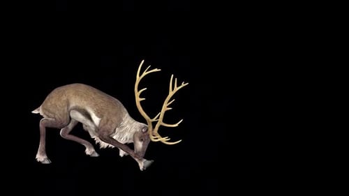 Reindeer Head Attack