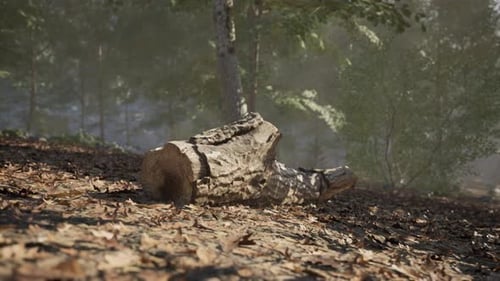 Ein umgestürzter Baumstamm auf einem Waldboden, umgeben von viel Grün an einem nebligen Morgen
