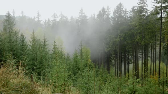 Timelapse of the condensation mist in the woods in the mountains - the ...