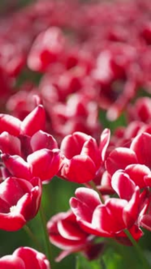 Close-Up of a Field of Red and White Tulips