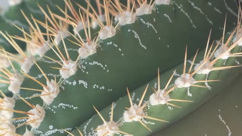 Closeup of a Green Cactus with Large Needles in a Botanical Garden Plants are Common in Deserts