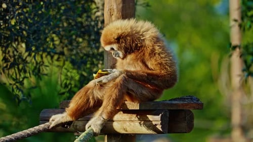 Gibbon Sits and Eats in Natural Habitat