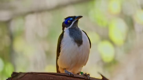 Exotic Bird with Blue Spot
