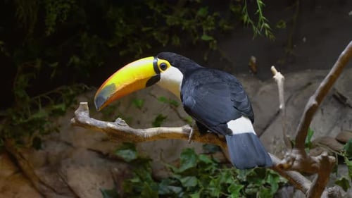 Toco Toucan bird with big Yellow beak in the cave under the moonlight