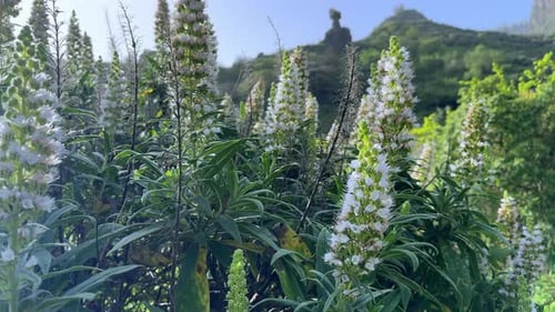 Flores blancas de tajinaste, una especie endémica de las Islas Canarias