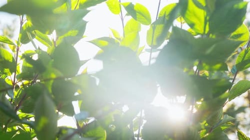 Sonnenlicht strömt durch Hortensienzweige in einem üppig grünen Garten