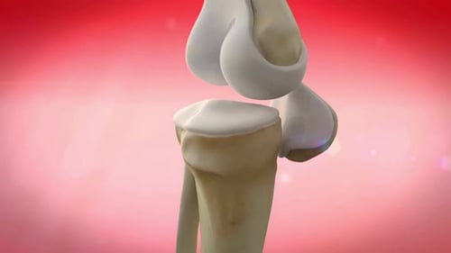 3D Human Knee Joint Anatomy Medical Animation