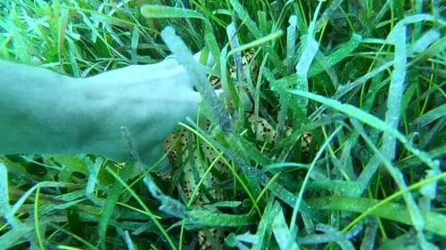 Grabbing a starfish, Culebra Puerto Rico