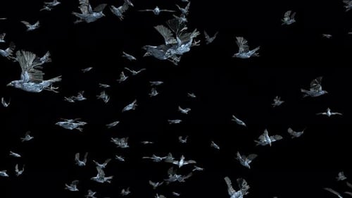 24 Bird Bat Flying 4K