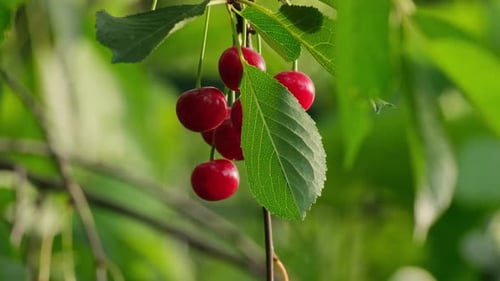Sweet cherry. Ripe fruits hanging from a cherry tree branch
