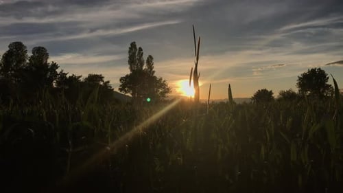 Agriculture Farming Food Industry