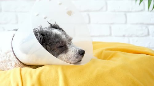 Joli chien de race mixte portant un collier conique protecteur après une intervention chirurgicale, des outils et équipements médicaux.