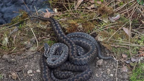 A group of Common European adder or common European viper (Vipera berus)