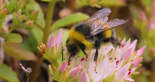 Bumblebee Pollinating Pink Flowers in Close Up