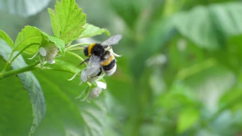 Bumblebee Collects Nectar From a White Flower