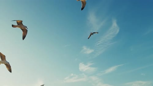 Animal Bird Seagulls Flying On Sky In The Afternoon 5