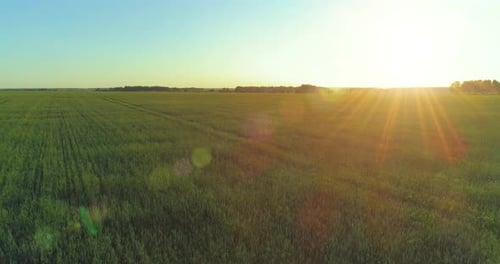 Low Altitude Flight Above Rural Summer Field with Endless Yellow Landscape at Summer Sunny Evening