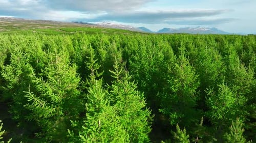 Coniferous Summer Forest Scenic Landscape Aerial View Drone Fly Over Green Pine Trees and Treetops