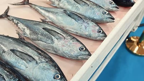 Fresh white tuna fish on display for sale in a fish market