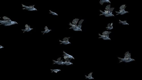 Animated Flock of Crows Flying Alpha Channel