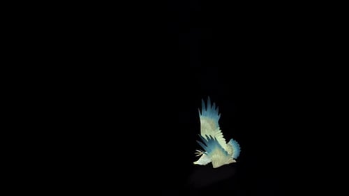 Stylized Geometric Flying Bird Animation