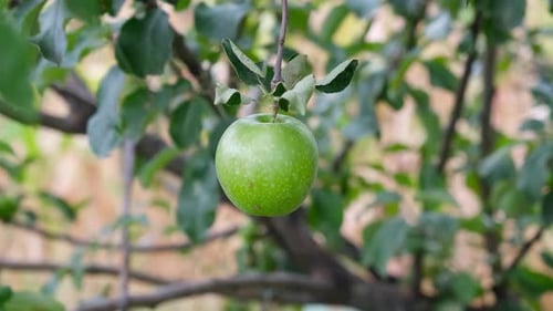 Apple on Branch