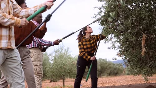Multiracial team of farmers working together during olive harvest, using tools to collect ripe olive