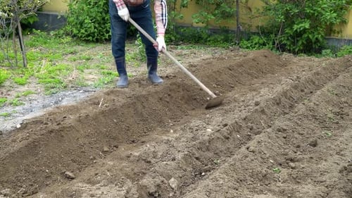 Man farmer cultivate the soil with Long-handled Garden Hoe for planting sprouts in home Garden