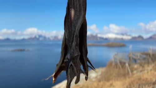 Panning up shot of a traditional Norwegian stockfish drying on a wooden rack outside near the ocean
