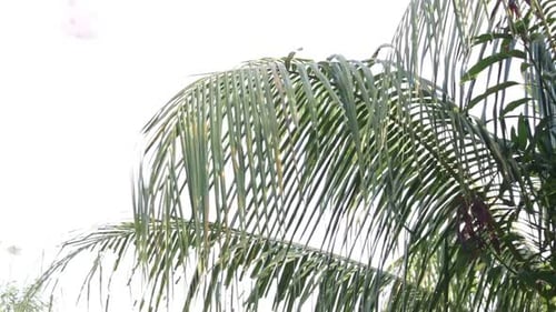 the beauty of coconut leaves blowing in the wind