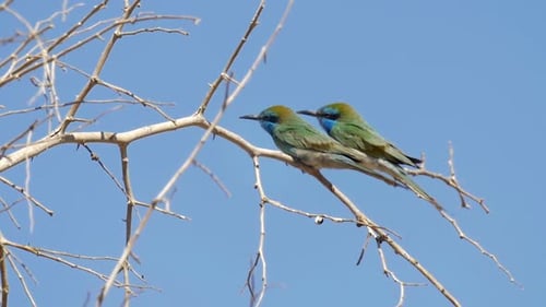 Little green bee eater