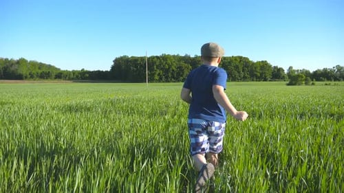 Follow to Happy Boy is Running Through the Field with Green Wheat at a Sunny Hot Day Carefree Child