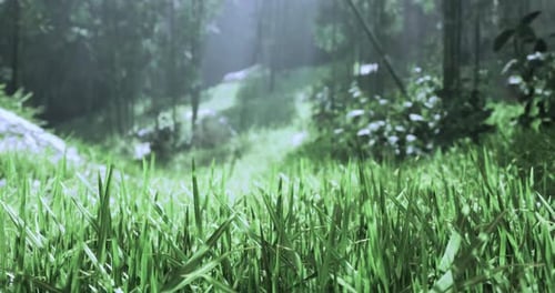 Lush Green Grass and Sunlight Filter Through Trees in a Serene Forest