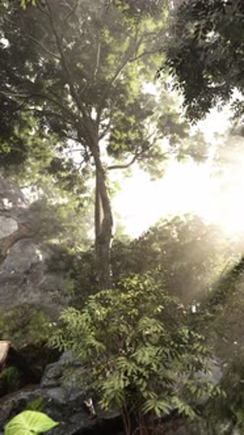 Sun Streaming Through Trees in Forest