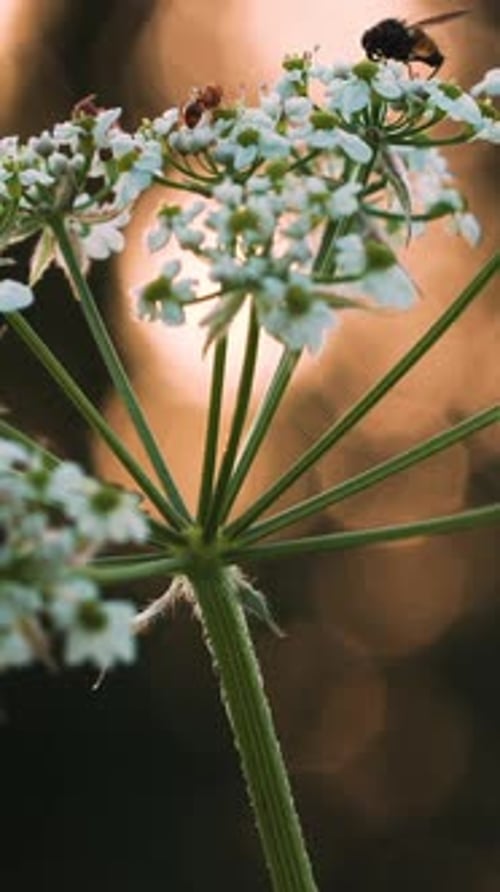 Des insectes et des fourmis dans une fleur Des petits insectes créatifs rampent sur une petite fleur blanche et vous pouvez les voir