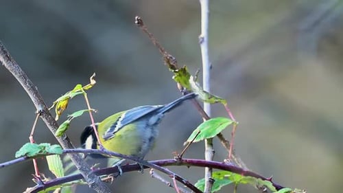 Green backed tit moving inside bushes creates dynamic wildlife closeup