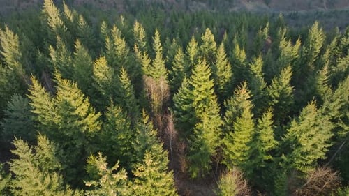 A dense evergreen forest during golden hour with sunlight filtering through trees, aerial view