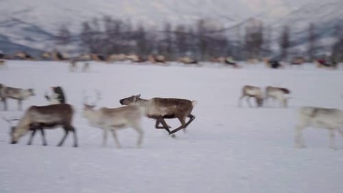 Young wild reindeer running through a herd in a natural snowy arctic environment