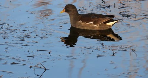 Common moorhen ((Gallinula chloropus), the Camargue, France