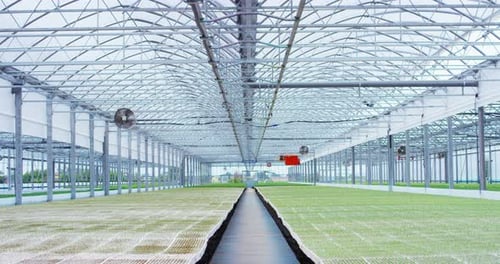 Gewächshaus im Sommer, in dem Sie die neugeborenen Pflanzen im Gewächshaus sammeln, während sie beide wachsen