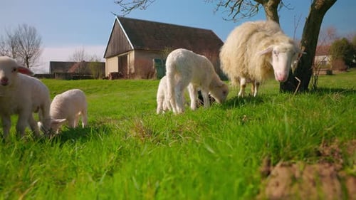 Herd Of Sheep And Lamb Grazing On Green Pasture. closeup, approaching shot