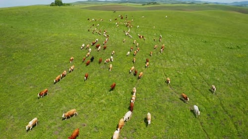 Aerial View Cows Graze on a Green Pasture