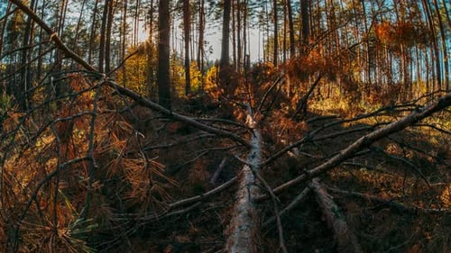 Forest Time Lapse Timelapse Beautiful