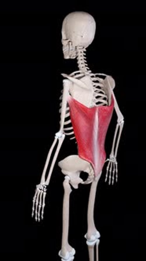 Latissimus Dorsi Muscle Movement Side View Vertical Video