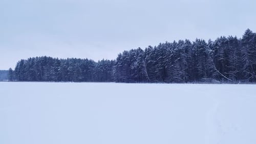 Winter Holiday Landscape Forest Dramatic View of Snowcapped Spruces on Frosty Day Wallpapers Cold
