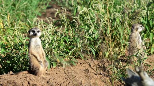 Süße Erdmännchen sonnen sich im Morgensonnenlicht, während sie ihre Umgebung im südafrikanischen Reservat beobachten