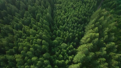 Oregon Circa-2019. Aerial View of Forest and Wilderness Area in Oregon